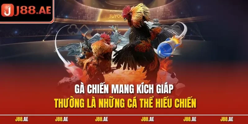 Gà chiến mang kích giáp thường là những cá thể hiếu chiến