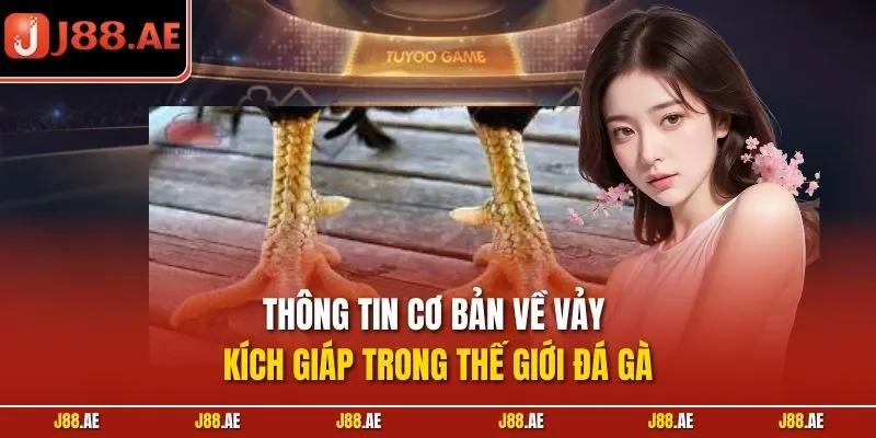 Thông tin cơ bản về vảy kích giáp trong thế giới đá gà